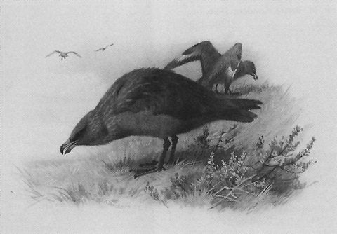 archibald thorburn great skua A4 Photo Print