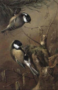 archibald thorburn great tits among catkins A4 Photo Print