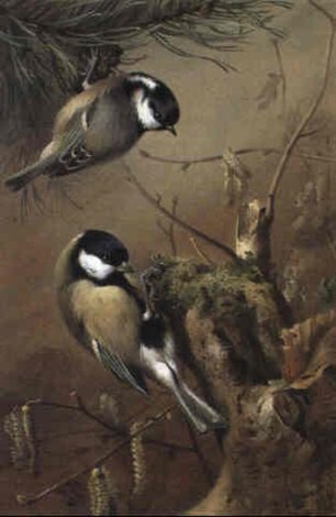 archibald thorburn great tits among catkins A4 Photo Print