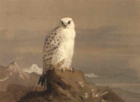 archibald thorburn greenfalcon gyrfalcon A4 Photo Print