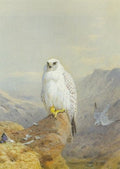 archibald thorburn greenland falcon A4 Photo Print