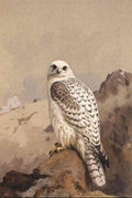 archibald thorburn greenland gyrfalcon A4 Photo Print