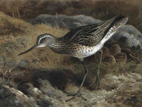 archibald thorburn greenshank at the nest A4 Photo Print
