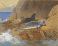archibald thorburn grey and harbour seals at rest A4 Photo Print
