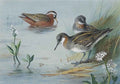archibald thorburn grey and red necked phalaropes A4 Photo Print
