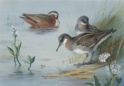 archibald thorburn grey and red necked phalaropes A4 Photo Print