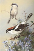 archibald thorburn grey backed shrike and woodchat shrike A4 Photo Print