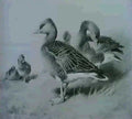 archibald thorburn grey lag geese A4 Photo Print