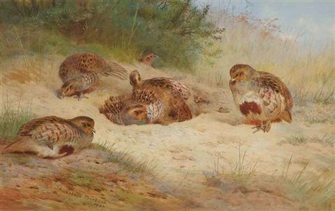 archibald thorburn grey partridge basking A4 Photo Print