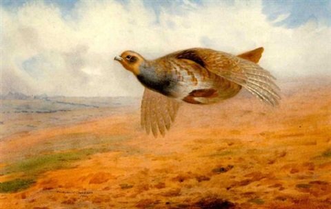 archibald thorburn grey partridge in flight A4 Photo Print