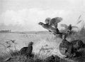 archibald thorburn grey partridge A4 Photo Print