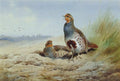 archibald thorburn grey partridges at the edge of a field A4 Photo Print