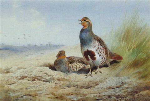 archibald thorburn grey partridges at the edge of a field A4 Photo Print