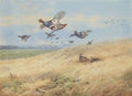 archibald thorburn grey partridges in flight A4 Photo Print