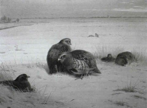 archibald thorburn grey partridges in the snow A4 Photo Print