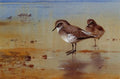 archibald thorburn grey plover at the waters edge A4 Photo Print