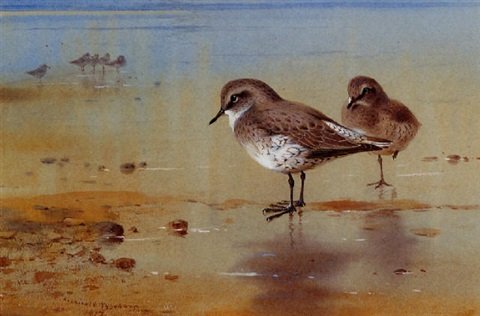 archibald thorburn grey plover at the waters edge A4 Photo Print