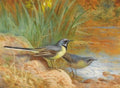 archibald thorburn grey wagtails A4 Photo Print