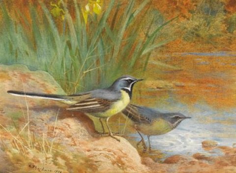 archibald thorburn grey wagtails A4 Photo Print