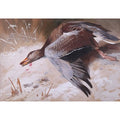 archibald thorburn greylag goose A4 Photo Print