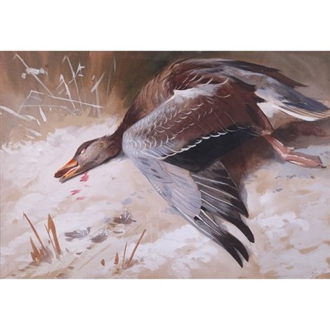 archibald thorburn greylag goose A4 Photo Print
