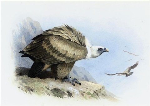 archibald thorburn griffon vulture A4 Photo Print