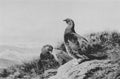 archibald thorburn grouse by the loch side A4 Photo Print