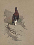 archibald thorburn grouse calling A4 Photo Print