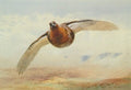 archibald thorburn grouse coming down wind A4 Photo Print