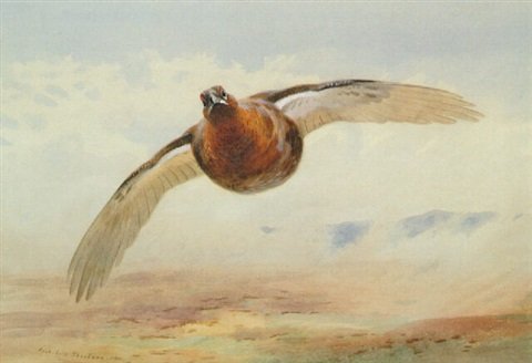 archibald thorburn grouse coming down wind A4 Photo Print