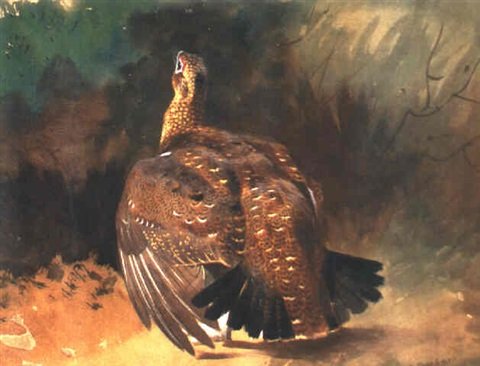 archibald thorburn grouse displaying A4 Photo Print
