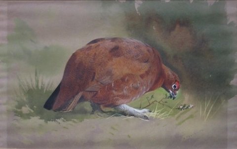 archibald thorburn grouse feeding A4 Photo Print