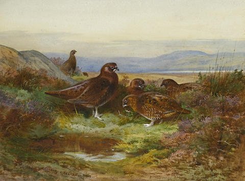 archibald thorburn grouse in autumn A4 Photo Print