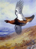 archibald thorburn grouse in flight over moorland A4 Photo Print