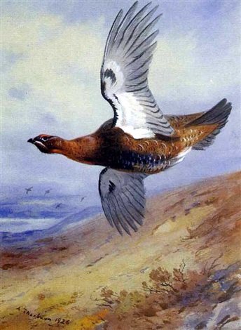 archibald thorburn grouse in flight over moorland A4 Photo Print