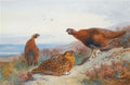 archibald thorburn grouse on a moor A4 Photo Print