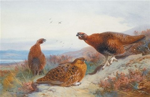 archibald thorburn grouse on a moor A4 Photo Print