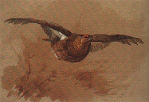 archibald thorburn grouse on the wing A4 Photo Print
