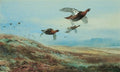 archibald thorburn grouse over the moor A4 Photo Print