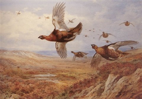 archibald thorburn grouse over the moors A4 Photo Print