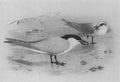 archibald thorburn gull billed tern A4 Photo Print