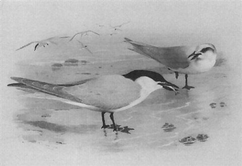 archibald thorburn gull billed tern A4 Photo Print