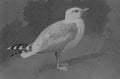 archibald thorburn gull A4 Photo Print