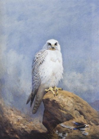 archibald thorburn gyr falcon A4 Photo Print