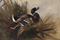 archibald thorburn hard hit mallard drake A4 Photo Print
