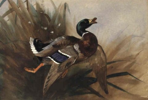 archibald thorburn hard hit mallard drake A4 Photo Print