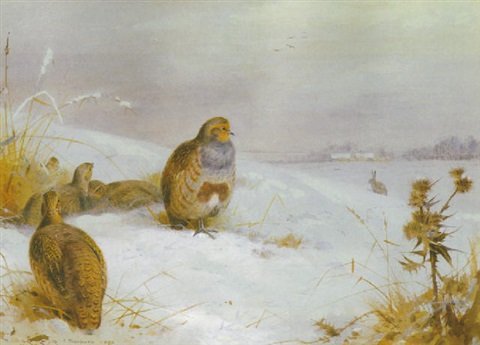 archibald thorburn hard times partridges and a hare A4 Photo Print