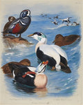 archibald thorburn harlequin and eider ducks A4 Photo Print