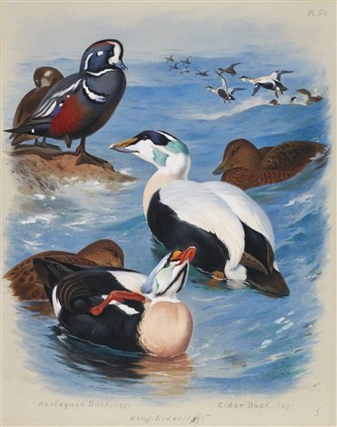 archibald thorburn harlequin and eider ducks A4 Photo Print