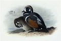 archibald thorburn harlequin duck A4 Photo Print